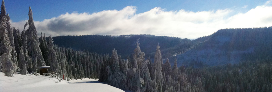 sliderbild_vogelskopf_5